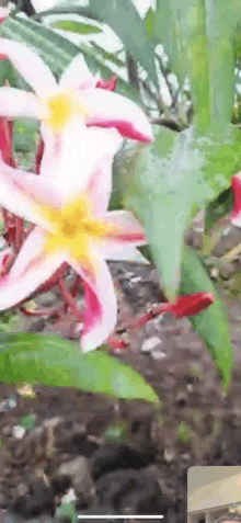 a pink flower with a yellow center is surrounded by greenery