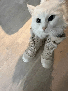 a white cat sitting on a pair of white sneakers