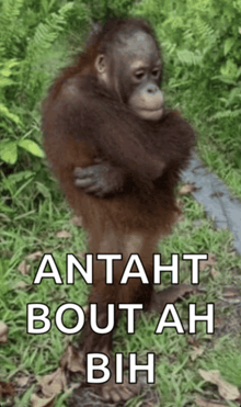 a picture of an orangutan with the words " antaht bout ah bih "
