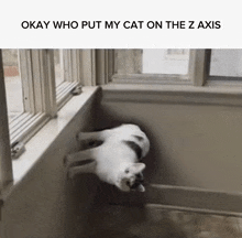 a cat is laying on its back on a window sill with a caption that says okay who put my cat on the z axis