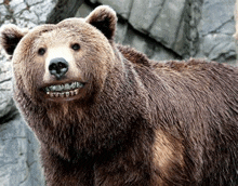 a close up of a brown bear with braces on its teeth .