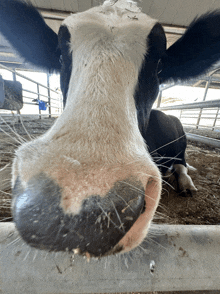 a close up of a cow 's nose with a fence in the background