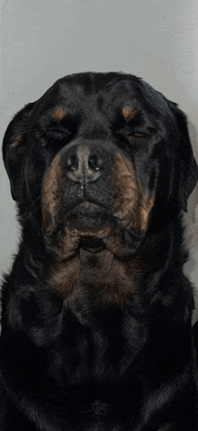 a close up of a black dog 's face with its eyes closed