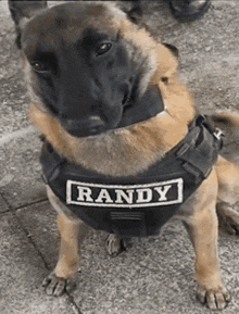 a dog wearing a black vest with randy on it