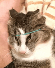 a close up of a cat with a blue rubber band around its head