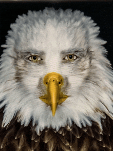 a bald eagle with a yellow beak has a human face painted on its face