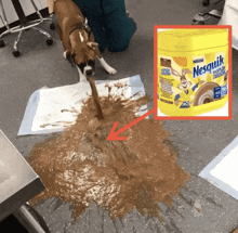 a can of nesquik is sitting on the floor next to a messy dog