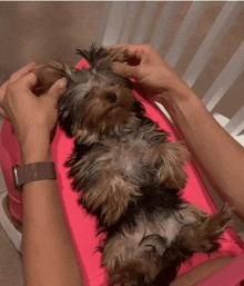 a small dog laying on its back on a pink surface