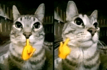 a cat with a yellow finger in its mouth is giving the middle finger .