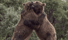 two brown bears are hugging each other in a forest .