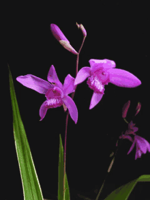 a close up of a purple flower with green leaves on a black background