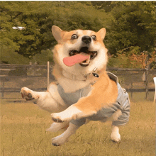 a dog wearing blue overalls is jumping in the air with its tongue out