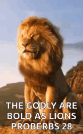 a lion is sitting on a hill with a quote from proverbs 28