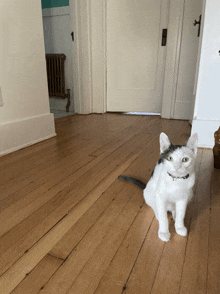 a black and white cat sitting on a wood floor