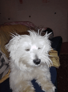 a small white dog is laying on a couch with his eyes closed