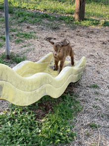 a small goat is standing on a yellow slide