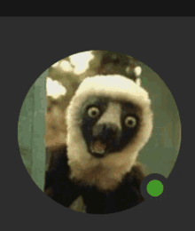 a close up of a lemur with a green circle around it