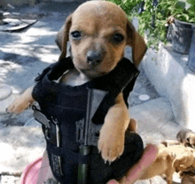 a small puppy wearing a black vest and holding a gun .