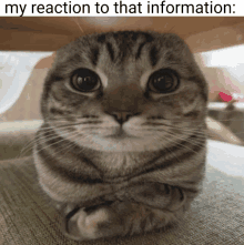 a cat with its arms crossed looks at the camera with the caption " my reaction to that information "