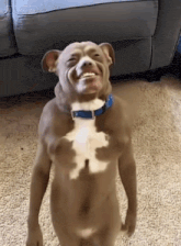 a dog with a blue collar is standing in front of a couch and smiling
