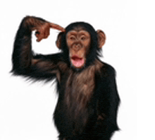 a chimpanzee is making a funny face and pointing at its head .
