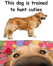 a dog is trained to hunt cuties and has hearts around its head