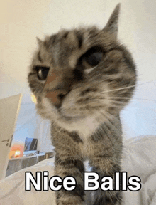 a cat is standing on a bed with the words nice balls above it