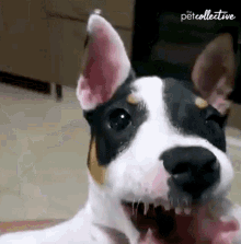 a black and white dog is laying on the floor with its mouth open and looking at the camera .