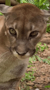 a close up of a mountain lion 's face with green eyes