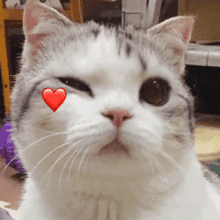 a white cat with a red heart on its nose