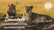 a lion and a lioness laying on a rock with the lion 's international logo behind them