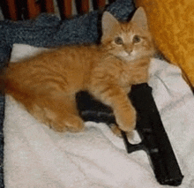 an orange kitten is laying on a white towel next to a gun .