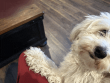 a white dog is wearing a santa claus outfit