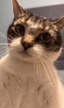 a close up of a cat looking at the camera with a blurred background