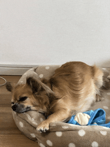 a small dog is sleeping in a polka dot bed