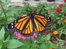 a butterfly sitting on a pink flower in a garden