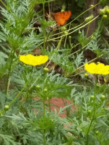 a butterfly is sitting on a yellow flower