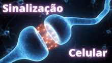 a picture of a cell with the words sinalizacao celular underneath it