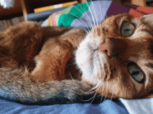 a close up of a cat with green eyes laying down