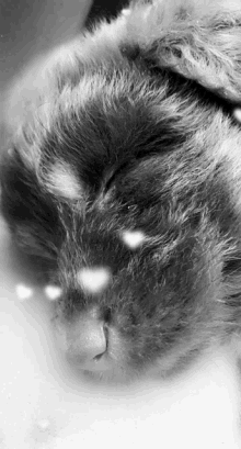 a black and white photo of a cat sleeping with snow falling on its nose