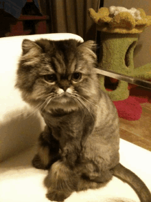 a cat with a shaved head is sitting on a chair