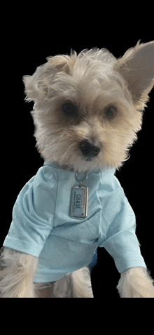 a small white dog wearing a light blue shirt with a tag that says chase on it