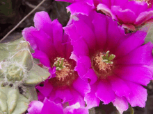 a closeup of a purple flower with a green center