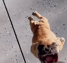 a french bulldog is laying on its back on a glass floor .