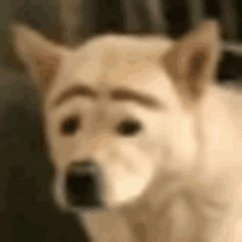 a close up of a dog with fake eyebrows on it 's face .