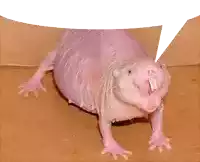 a naked rat with a white speech bubble behind it