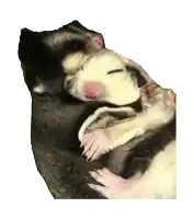 a black and white opossum is sleeping on top of another opossum