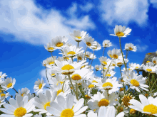 a bunch of daisies against a blue sky