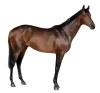 a brown horse with a black mane and tail stands on a white background