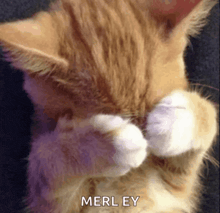 a close up of a cat covering its face with its paws and the word merley is visible
